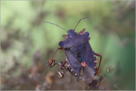 <p>KNĚŽICE ROHATÁ? (Carpocoris fuscispinus)</p>